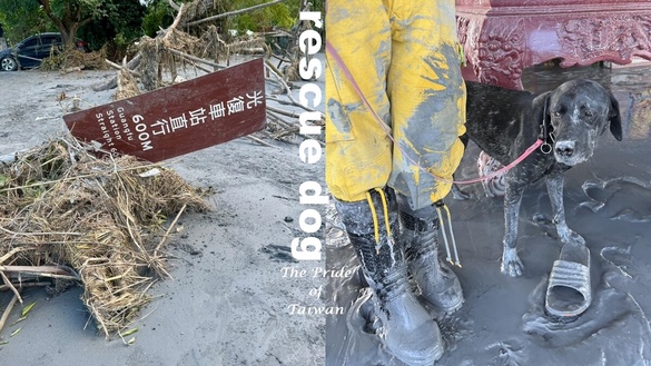 台灣搜救犬：瓦礫堆下的狗狗英雄！從921到花蓮救災，認識國際認證的台灣之光