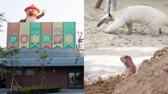 高雄第2座動物園！野森動物學校1/17試營運，食蟻獸、狐獴現身，亮點、票價一覽