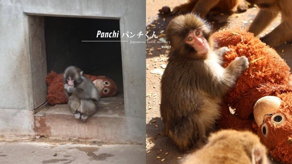 日本小猴Panchi君爆紅！緊抱玩偶當媽媽惹心疼，融入猴群近況公開，被排擠後終於被接納