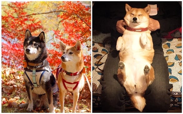柴犬的長相就是撫慰人心！柴犬控必追蹤的三個IG帳號！