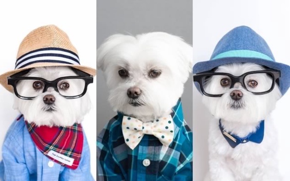 狗狗界的穿搭大師！最潮馬爾濟斯Toby，這麼會穿的狗真的合理嗎？