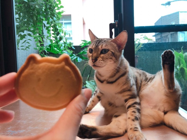 貓迷必來！快到「貓的生活提案 Cats' Day」與貓咪玩耍，還有美味的手工飯糰套餐、紅豆泥烤土司都是必點喔！