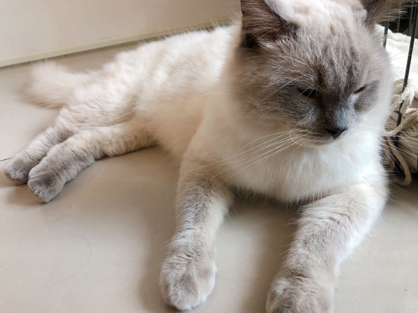 貓迷必來！快到「貓的生活提案 Cats' Day」與貓咪玩耍，還有美味的手工飯糰套餐、紅豆泥烤土司都是必點喔！