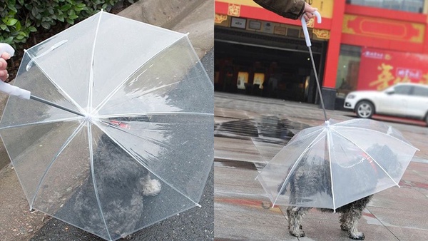 下雨溜狗必備！超狂「毛小孩專用雨傘」，再也不怕狗狗淋雨感冒啦！