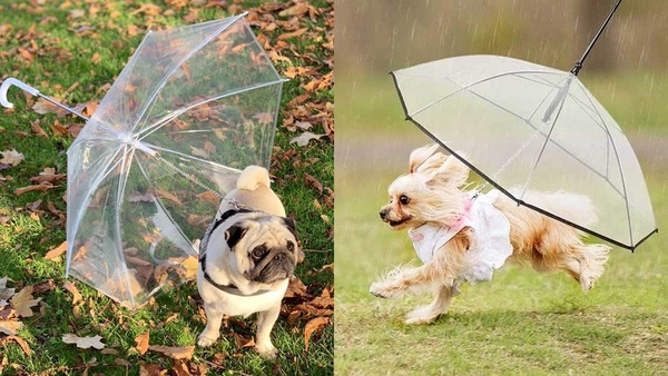 下雨溜狗必備！超狂「毛小孩專用雨傘」，再也不怕狗狗淋雨感冒啦！