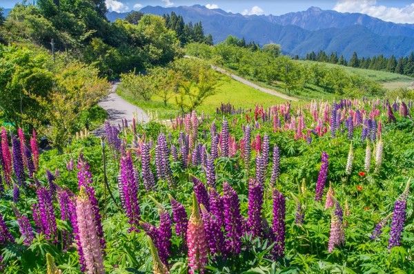 超萌打卡點加一！「福壽山農場」打造夢幻蘋果屋，快來住在童話故事裡吧！