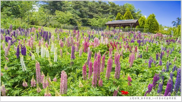 超萌打卡點加一！「福壽山農場」打造夢幻蘋果屋，快來住在童話故事裡吧！