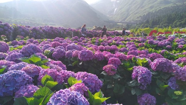 陽明山「繡球花」熱門打卡點推薦！一年一度藍紫色超美花海，快用唯美仙女照洗版IG吧～