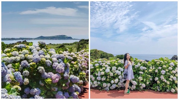韓國夏季限定「花海慶典」接力降臨，錯過櫻花祭就等這一波！