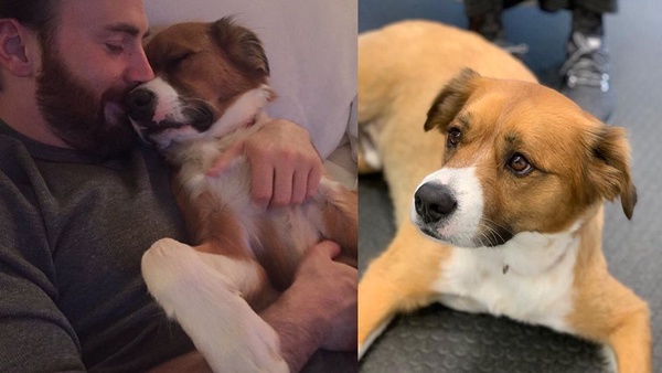 20張圖證明美國隊長是黃金獵犬本狗！克里斯伊凡溫暖、幽默又可愛，讓人想要抱緊緊