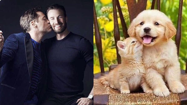 20張圖證明美國隊長是黃金獵犬本狗！克里斯伊凡溫暖、幽默又可愛，讓人想要抱緊緊
