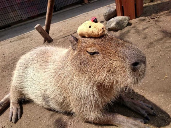 木柵動物園也有「樹獺」和「水豚君」了！等了13年，熱帶雨林館終於開幕啦！