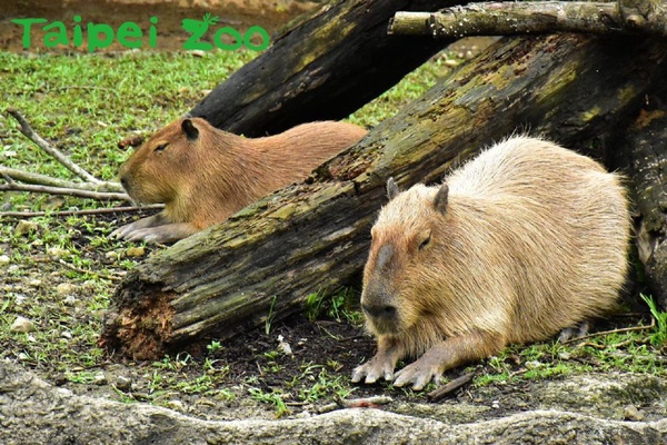 木柵動物園也有「樹獺」和「水豚君」了！等了13年，熱帶雨林館終於開幕啦！