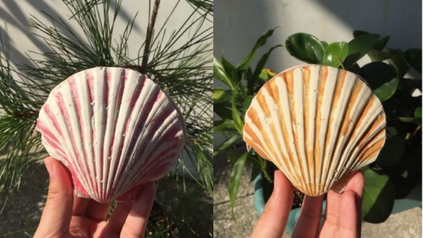 榴槤控的最愛！泰國榴槤手工零錢包，榴槤剖面造型，網友：「光拿著就好像能聞到味道」！