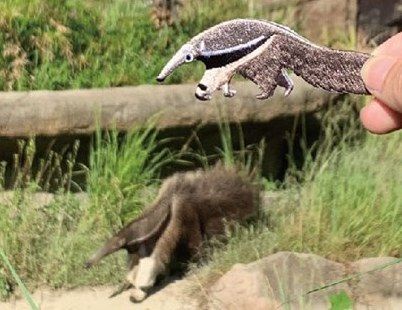 木柵動物園推出「雨林動物繡片別針」！超萌的水豚＆食蟻獸繡片，為期一天還只送不賣～
