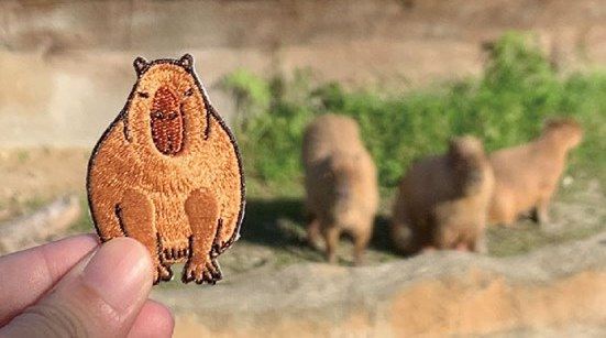 木柵動物園推出「雨林動物繡片別針」！超萌的水豚＆食蟻獸繡片，為期一天還只送不賣～