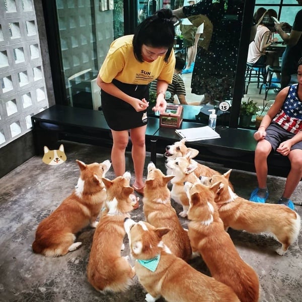曼谷必訪「動物咖啡廳」！讓浣熊、柯基融化你疲憊的心，地址、開放時間通通在這裡！