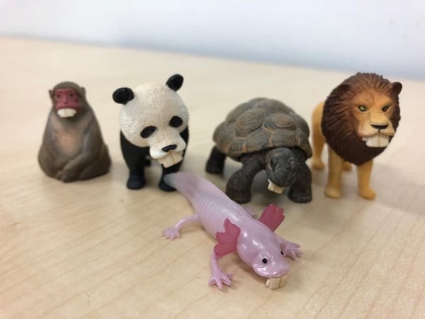 戽斗星球農場動物，萌度更上一層樓！新造型「暴牙款」醜破天際，牙醫看了森七七！