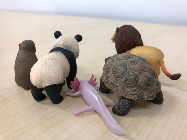戽斗星球農場動物，萌度更上一層樓！新造型「暴牙款」醜破天際，牙醫看了森七七！
