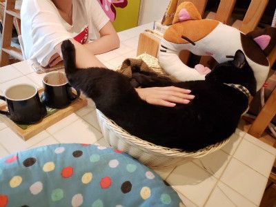 圖片來源：nekobiyaka