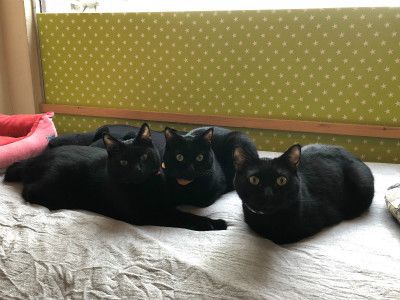 黑貓控必訪！日本「黑貓咖啡廳」，巨量的超萌黑貓讓你有個療癒時光～