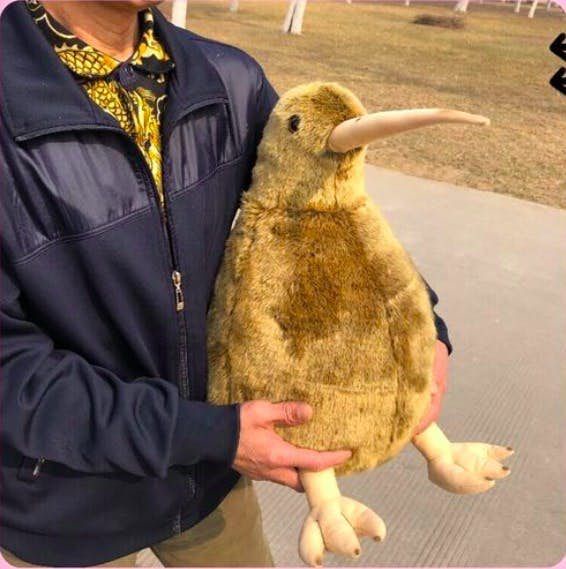 紐西蘭國寶「巨型奇異鳥」真實比例玩偶爆賣中！蓬鬆柔軟的褐毛，圓滾滾造型超療癒！