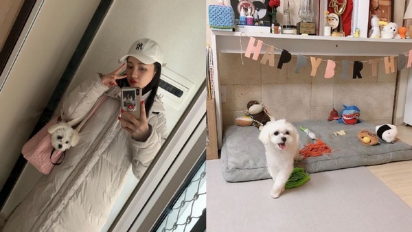 俞承豪領養2小貓暖到爆！7韓星領養毛小孩做榜樣，成勛、Red Velvet Joy當志工照顧流浪犬超善良
