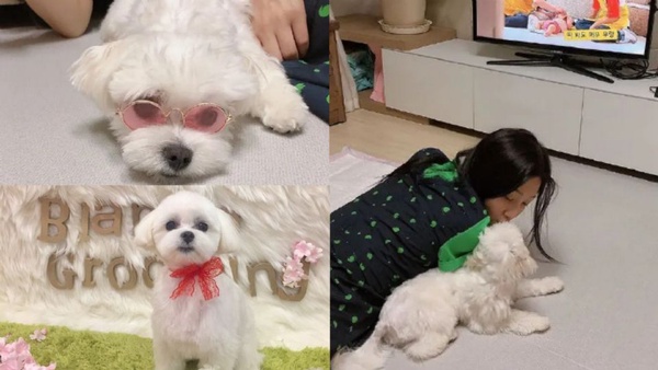 俞承豪領養2小貓暖到爆！7韓星領養毛小孩做榜樣，成勛、Red Velvet Joy當志工照顧流浪犬超善良