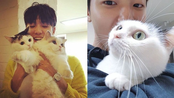 帥哥都抵擋不了喵星人魅力！7位韓星貓奴，金明洙&俞承豪因貓變朋友，孔劉只要貓陪就夠了