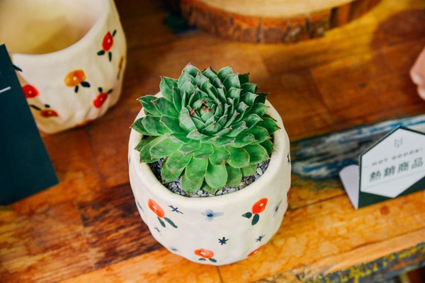 有肉 Succulent & Gift「有肉 IN 花」！台北超美的仙人掌打卡牆，喜歡多肉植物的一定要來有肉打卡～