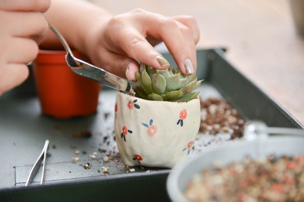 有肉 Succulent & Gift「有肉 IN 花」！台北超美的仙人掌打卡牆，喜歡多肉植物的一定要來有肉打卡～