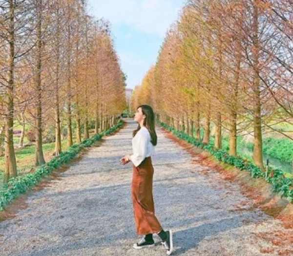 北中南「落羽松」仙境大公開～ 奇幻森林般的秘境絕不能錯過！