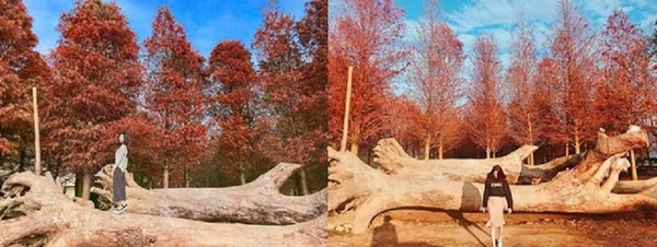 北中南「落羽松」仙境大公開～ 奇幻森林般的秘境絕不能錯過！