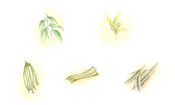 乳霜界奧斯卡必須頒給它！ Melody也大推的香奈兒奢華極萃乳霜