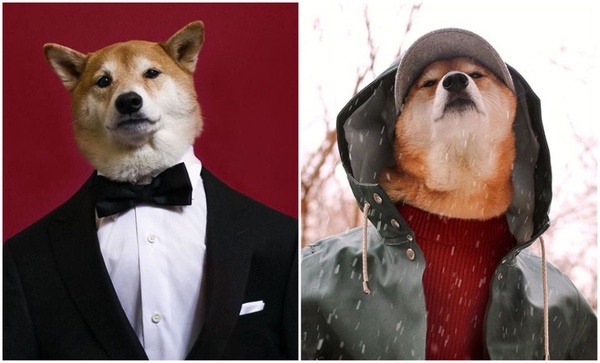 比人還要潮！快跟犬界時尚模特柴柴學穿搭！