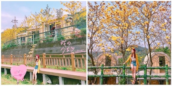 絕美『黃花風鈴木』讓你一次拍個夠!!霸氣十足的黃金大道就在這裡!!