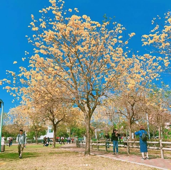 絕美『黃花風鈴木』讓你一次拍個夠!!霸氣十足的黃金大道就在這裡!!