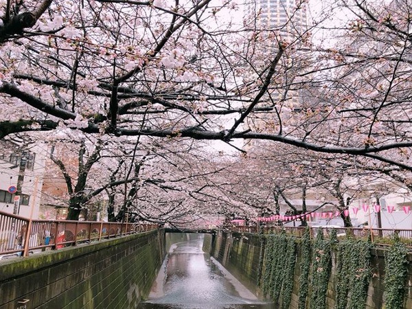 ︱魏蔓專欄︱每年一定會去一次東京！新發現超美味柚子泡麵