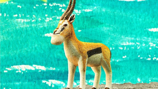 戽斗星球第4彈登場！休眠動物園也來了，動物們都矇眼睛超可愛