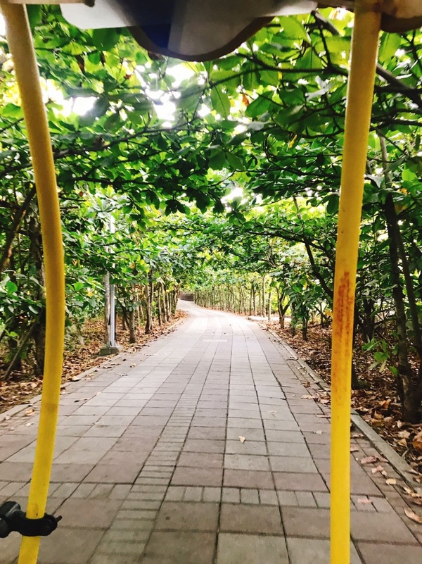 全台絕美「單車步道」推薦，景色美的像電影！這些秘境沒看過會後悔
