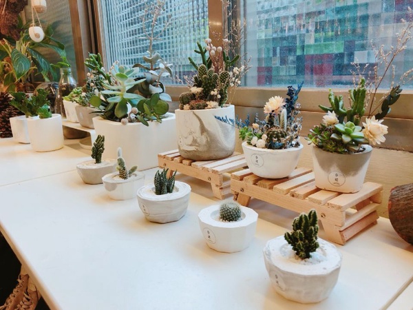 歡迎到「參樓參貓」，享受貓咪和植物帶來的療癒享受！永生花、多肉植栽自己做最有心～