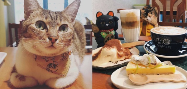 享受與貓兒的快樂時光～精選從北到南 Cat Café 貓奴咖啡廳！