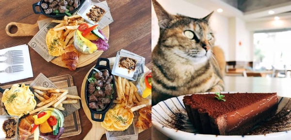 享受與貓兒的快樂時光～精選從北到南 Cat Café 貓奴咖啡廳！