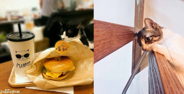 享受與貓兒的快樂時光～精選從北到南 Cat Café 貓奴咖啡廳！