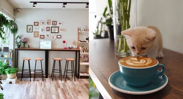 享受與貓兒的快樂時光～精選從北到南 Cat Café 貓奴咖啡廳！