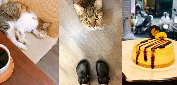 享受與貓兒的快樂時光～精選從北到南 Cat Café 貓奴咖啡廳！