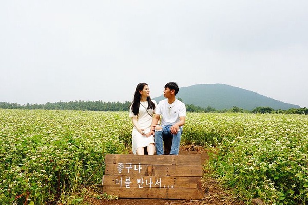 2018濟州島夏日花季開始啦！來杯咖啡搭配浪漫花海，賞花景點不藏私推薦！