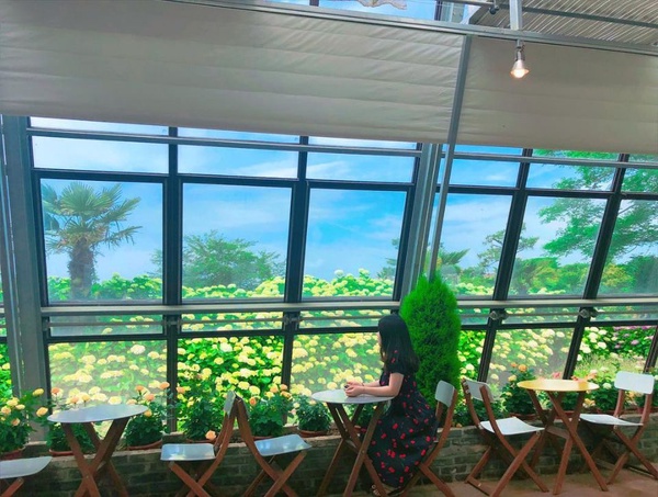 2018濟州島夏日花季開始啦！來杯咖啡搭配浪漫花海，賞花景點不藏私推薦！
