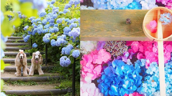 日本梅雨季的小浪漫，一起來賞紫陽花吧