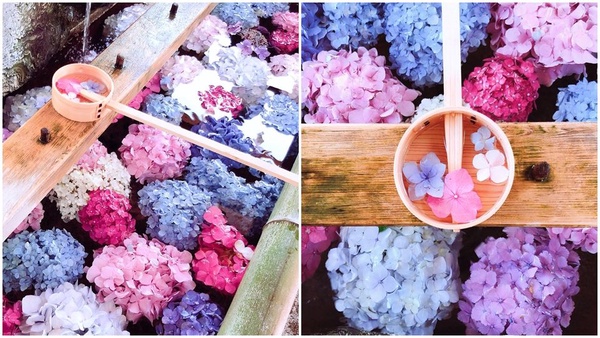 IG繡球花打卡熱點！日本超夢幻「紫陽花手水舍」，美到讓人想直飛名古屋！